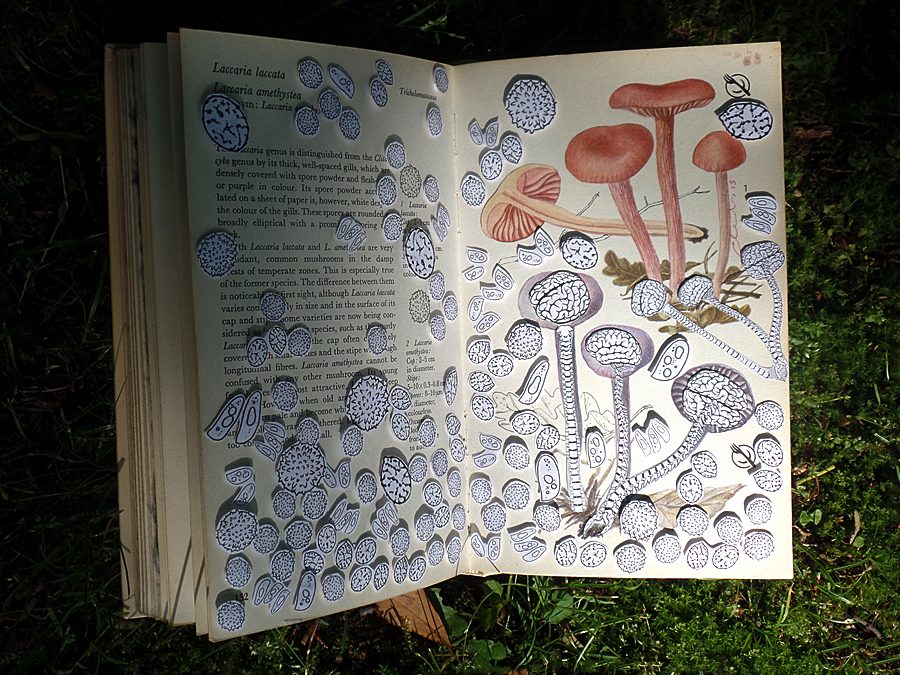 http://www.perditametabuk.com/the-mushroom-book-collaboration/